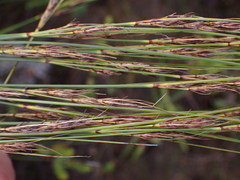 Schoenus graciliculmis