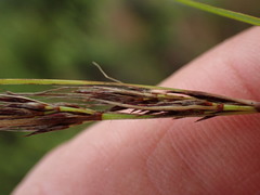 Schoenus graciliculmis