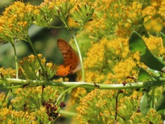 Senecio brachypodus