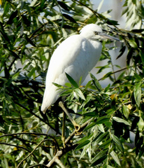 Egretta garzetta