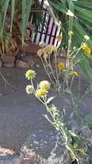 Verbesina encelioides