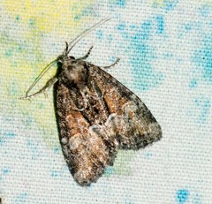 Neoligia subjuncta