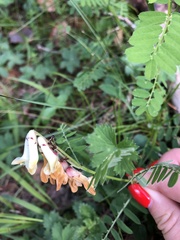 Vicia abbreviata