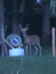 Odocoileus virginianus