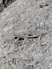 Urosaurus ornatus