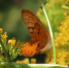 Phalanta eurytis eurytis