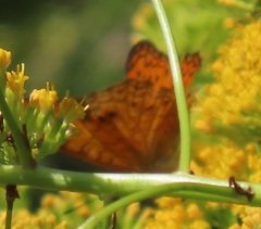 Phalanta eurytis eurytis