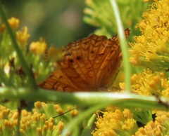 Phalanta eurytis eurytis