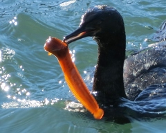 Apodichthys flavidus