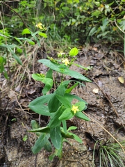 Hypericum sampsonii