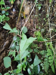 Persicaria thunbergii