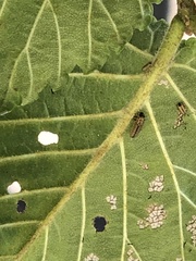 Xanthogaleruca luteola