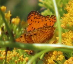 Phalanta eurytis eurytis