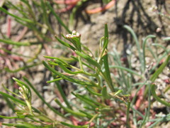 Lepidium pumilum
