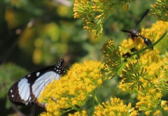 Senecio brachypodus