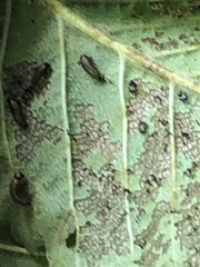 Xanthogaleruca luteola