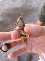 Melanoplus differentialis