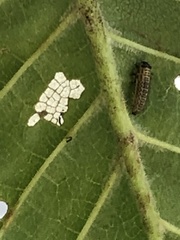 Xanthogaleruca luteola