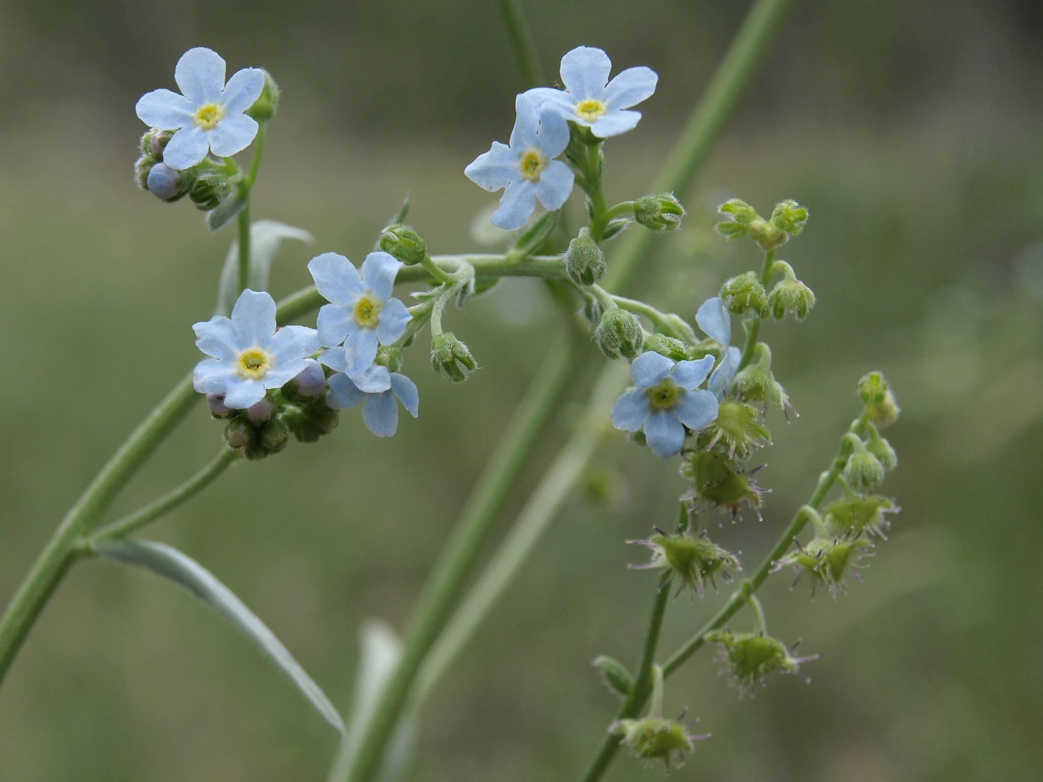 Hackelia brevicula