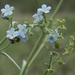Hackelia brevicula - Photo (c) Jim Morefield, algunos derechos reservados (CC BY)