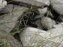 Piptatheropsis micrantha