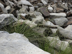 Piptatheropsis micrantha