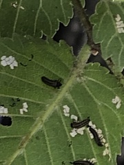 Xanthogaleruca luteola