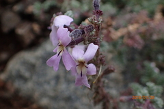 Jamesbrittenia pristisepala