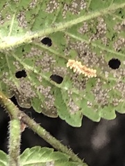 Xanthogaleruca luteola