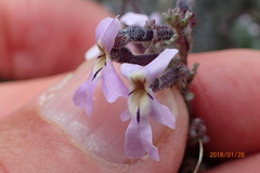 Jamesbrittenia pristisepala