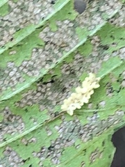 Xanthogaleruca luteola