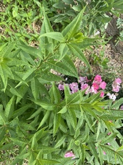 Veronicastrum virginicum