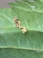 Xanthogaleruca luteola