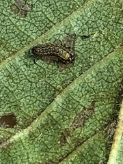 Xanthogaleruca luteola