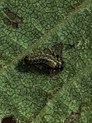 Xanthogaleruca luteola