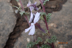 Jamesbrittenia pristisepala