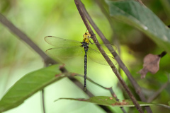 Gynacantha ryukyuensis