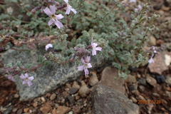 Jamesbrittenia pristisepala