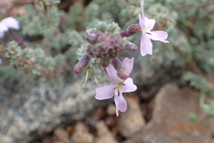 Jamesbrittenia pristisepala