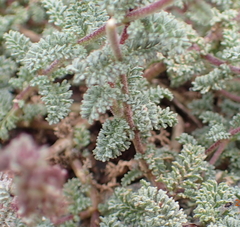 Jamesbrittenia pristisepala