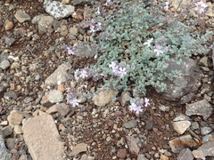 Jamesbrittenia pristisepala