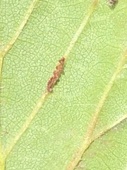 Xanthogaleruca luteola