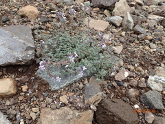 Jamesbrittenia pristisepala