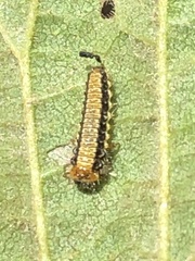 Xanthogaleruca luteola