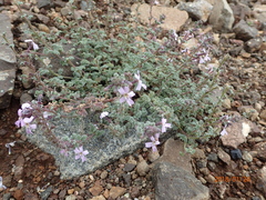 Jamesbrittenia pristisepala