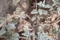 Jamesbrittenia pristisepala