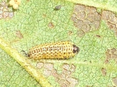 Xanthogaleruca luteola