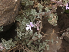 Jamesbrittenia pristisepala