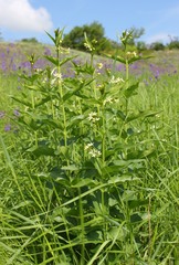 Vincetoxicum hirundinaria