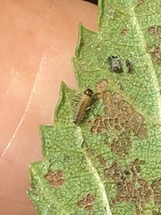 Xanthogaleruca luteola